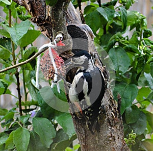 GreatÂ spottedÂ woodpecker - Dendrocopos major pinetorum